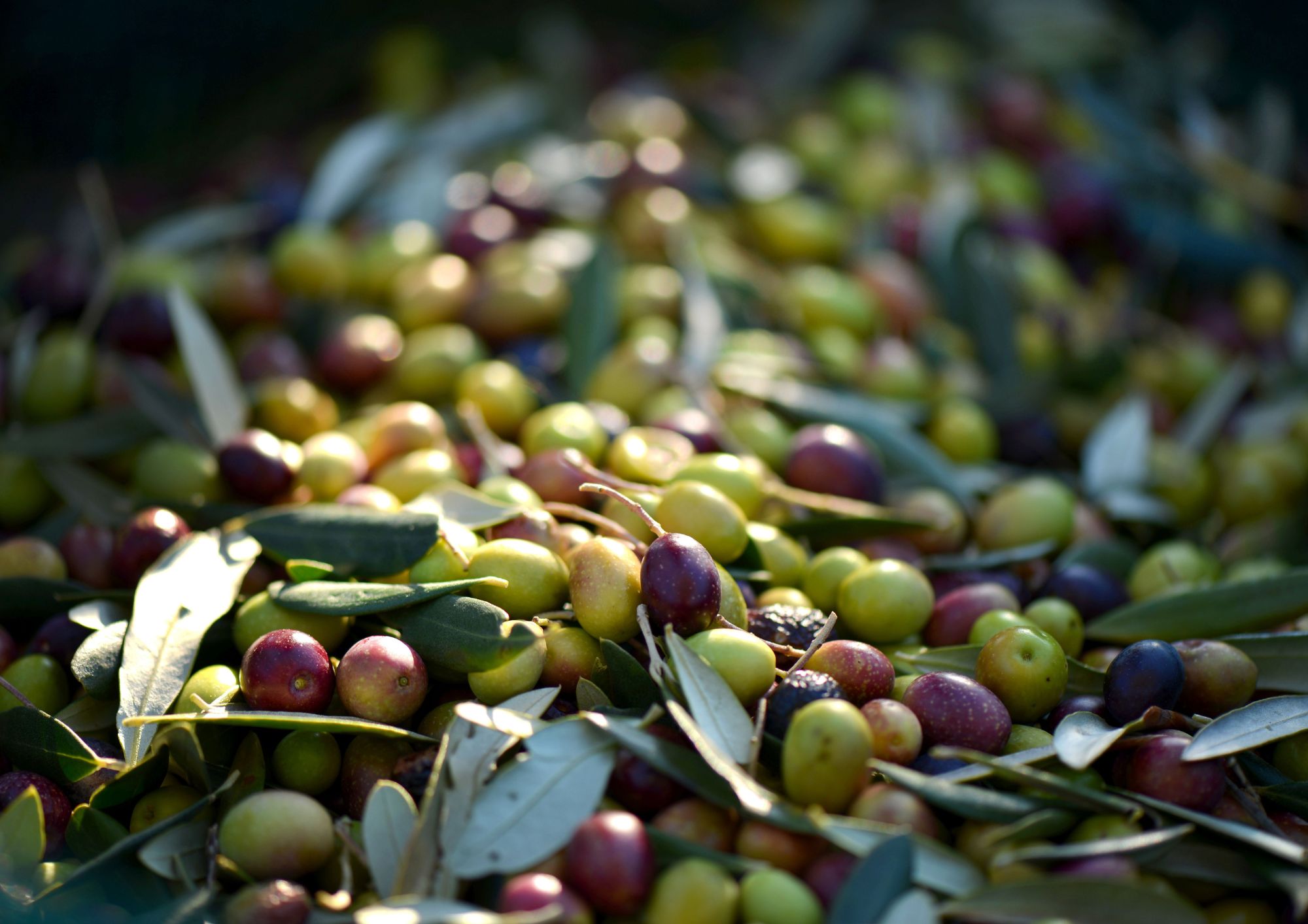 יתרונות של שמן זית